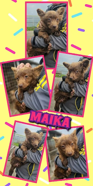 zuckersüßes Welpenmädchen "Maika" sucht ein liebevolles Zuhause