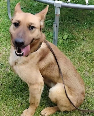 Malinois Rüde 6j  bundesweit ausreisebereit NACH ADOPTION 