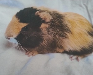 Meerschweinchen Weibchen Jungtiere 