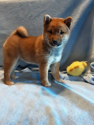 Süße Shiba inu Welpen suchen neue Zuhause Bild 2