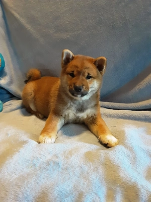 Süße Shiba inu Welpen suchen neue Zuhause