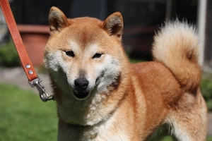 Süße Shiba inu Welpen suchen neue Zuhause Bild 4