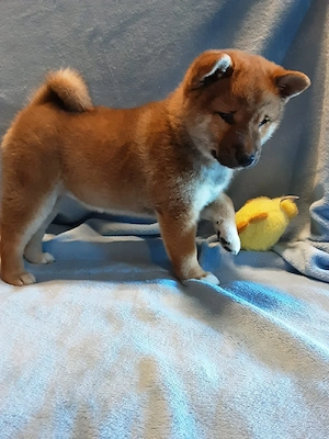 Süße Shiba inu Welpen suchen neue Zuhause Bild 3