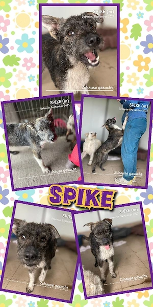 Gute Laune Rüde "Spike" (lustig, aktiv, lieb uvm.) sucht ein liebevolles Zuhause