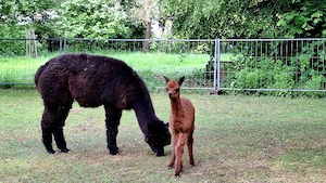 Alpakastute mit Cria 