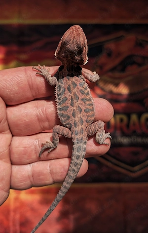 Bartagame Pogona Vitticeps 1.0 Red Monster Leatherback 
