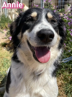 Annie, 04 25 - süßes Wuschelchen sucht Körbchen