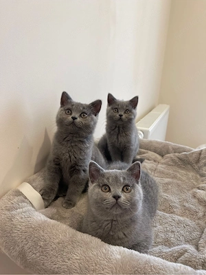 britisch kurzhaar kitten BKH