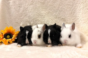 Baby Zwergwidderkaninchen Farbenzwerge Mini-Lop Bild 2