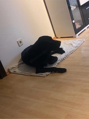 labrador 3 Jahre Alt