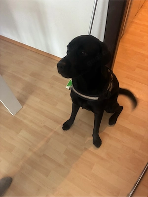 labrador 3 Jahre Alt