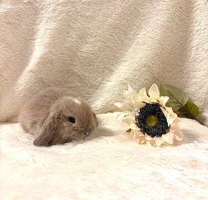 Baby Zwergwidderkaninchen Farbenzwerge Mini-Lop Bild 7
