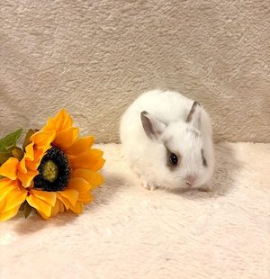 Baby Zwergwidderkaninchen Farbenzwerge Mini-Lop Bild 10