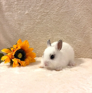 Baby Zwergwidderkaninchen Farbenzwerge Mini-Lop Bild 3