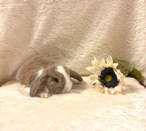 Baby Zwergwidderkaninchen Farbenzwerge Mini-Lop Bild 8
