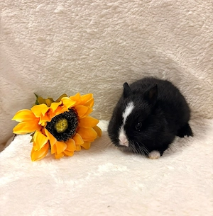 Baby Zwergwidderkaninchen Farbenzwerge Mini-Lop Bild 9