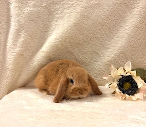 Baby Zwergwidderkaninchen Farbenzwerge Mini-Lop Bild 5