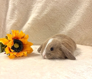 Baby Zwergwidderkaninchen Farbenzwerge Mini-Lop Bild 4