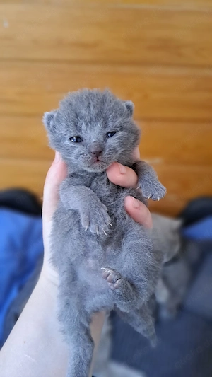 Bkh britisch kurzhaar blau kitten