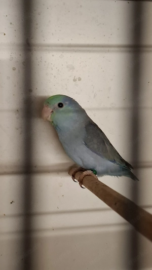 Blaugenick Sperlingpapagein  Bild 3