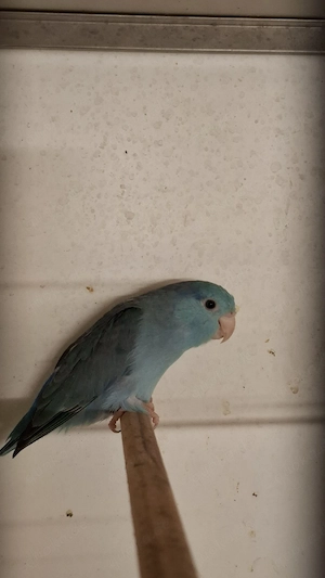 Sperlingpapagein 