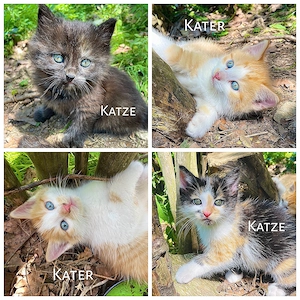 Katzenbaby Kitten Babykatze Kater Katze