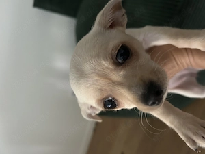 Süße Chihuahua Maus 