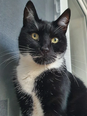 Trixie Ruhiges Katzenmädel sucht harmonisches Zuhause 