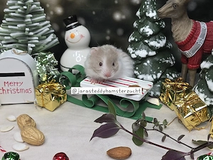 Extrem HANDZAHME FLAUSCHIGE Teddyhamster Satinglanz 