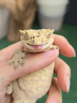 0.1 Correlophus ciliatus Kronengecko "Tsuyu"