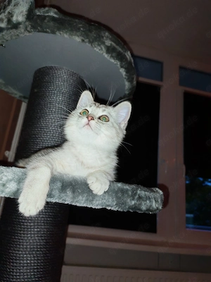 Britisch kurzhaar Kitten