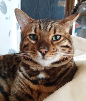 Bengal Kater 