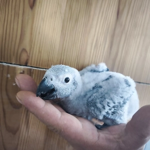 Graupapagei baby