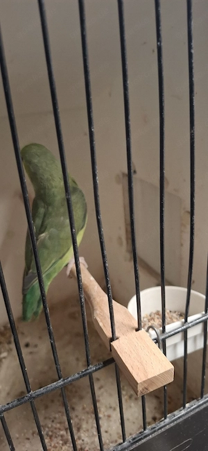 Sperlingpapagei 
