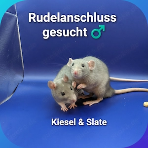 2 Ratten Buben suchen Rudelanschluss