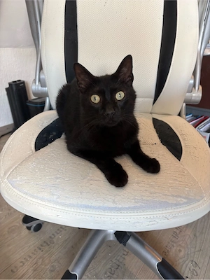 lieber Kater 