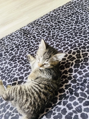Babykatzen 
