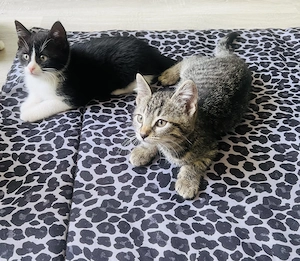 Babykatzen 