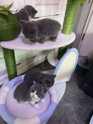 BKH Kitten blue , blue withe mit Stammbaum!