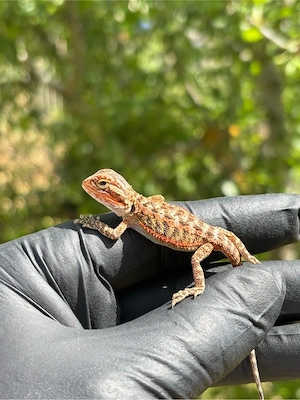 Bartagame Jungtiere 