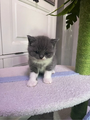 BKH Katze mit bernsteinfarbenen Augen und Stammbaum!