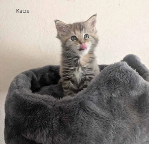 Maine Coon Kitten mit Stammbaum  Bild 3