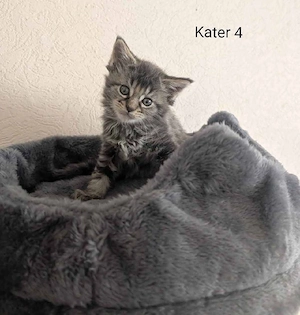 Maine Coon Kitten mit Stammbaum  Bild 8