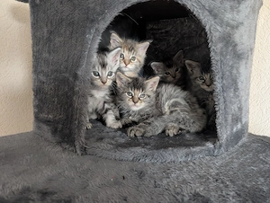 Maine Coon Kitten mit Stammbaum 
