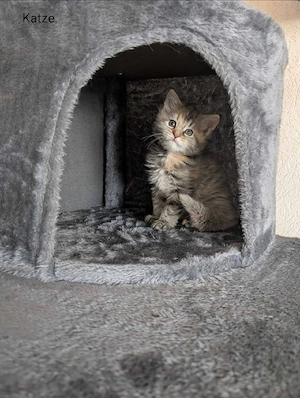 Maine Coon Kitten mit Stammbaum  Bild 6