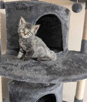 Maine Coon Kitten mit Stammbaum  Bild 7