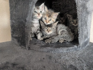 Maine Coon Kitten mit Stammbaum  Bild 2