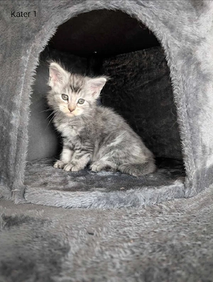 Maine Coon Kitten mit Stammbaum  Bild 5