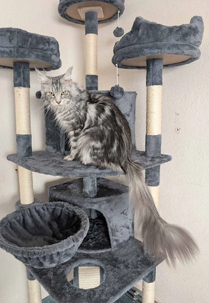 Maine Coon Kitten mit Stammbaum  Bild 10