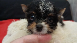 Bieweryorkshirteterrier  Rüden